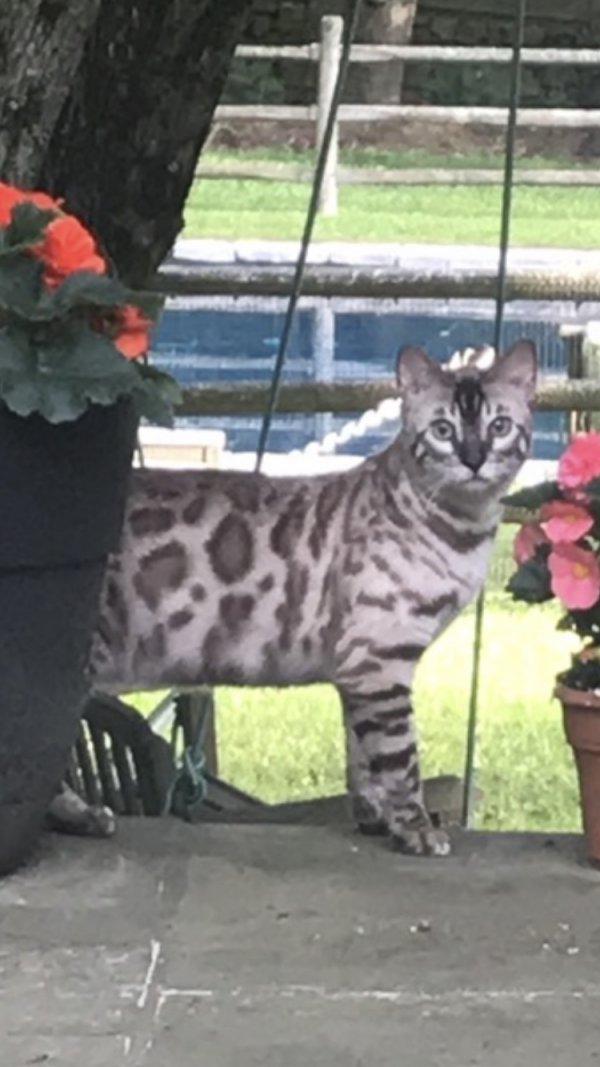 Safe Bengal cat in Wilton, CT