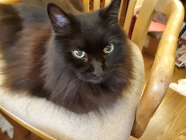 Safe Domestic Long Hair in Plano, TX