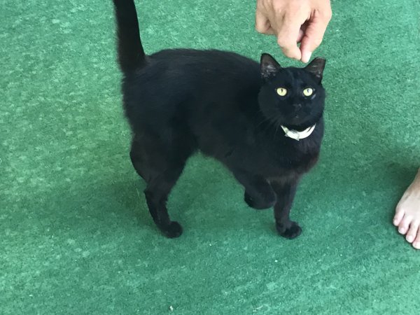 Found Cat in Thonotosassa, FL US