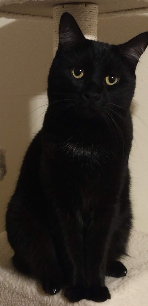 Safe Domestic Short Hair in Columbus, OH