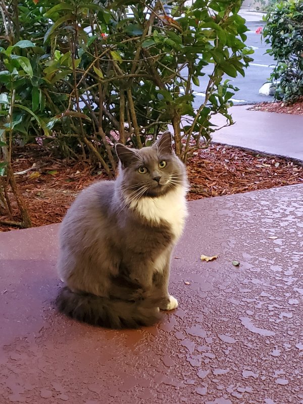 Safe Cat in Boca Raton, FL