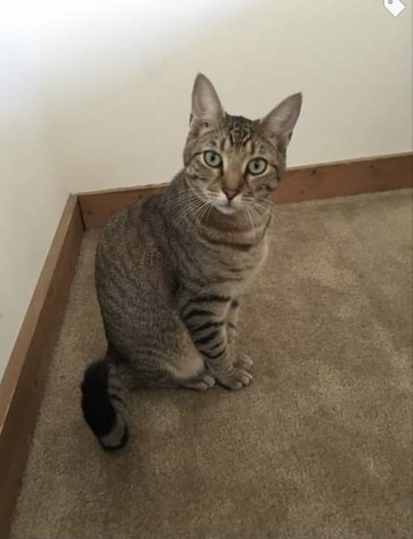 Safe American Shorthair in Clifton Park, NY
