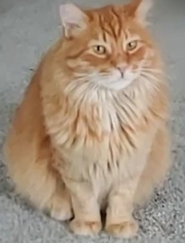Safe Maine Coon in North Las Vegas, NV