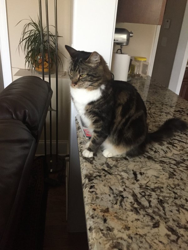 Safe Domestic Short Hair in Cary, NC