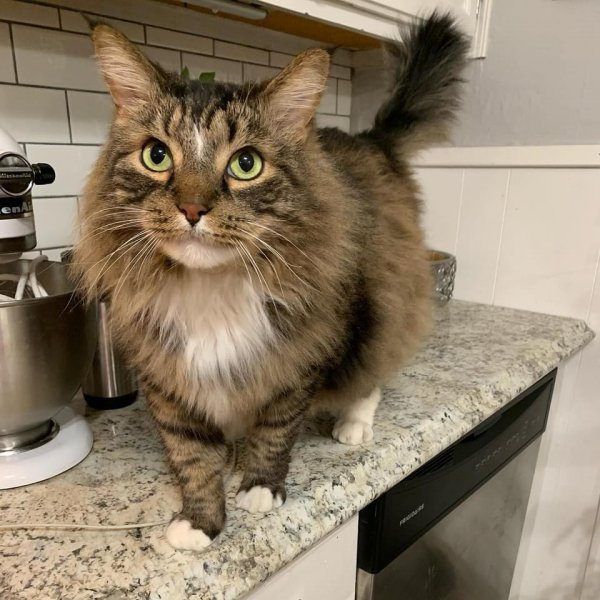 Safe Maine Coon in Downingtown, PA