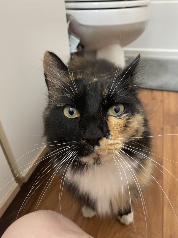 Safe Domestic Long Hair in Portland, OR