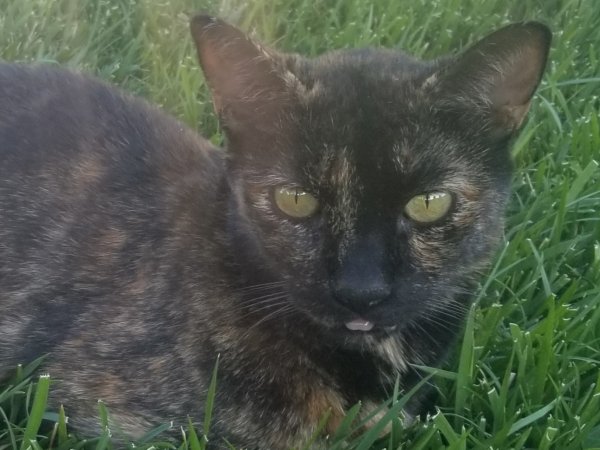 Safe Domestic Short Hair in Pleasant Hill, CA