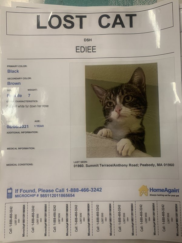 Safe Domestic Short Hair in Peabody, MA US