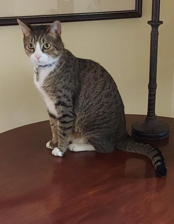 Safe Domestic Short Hair in New Albany, OH