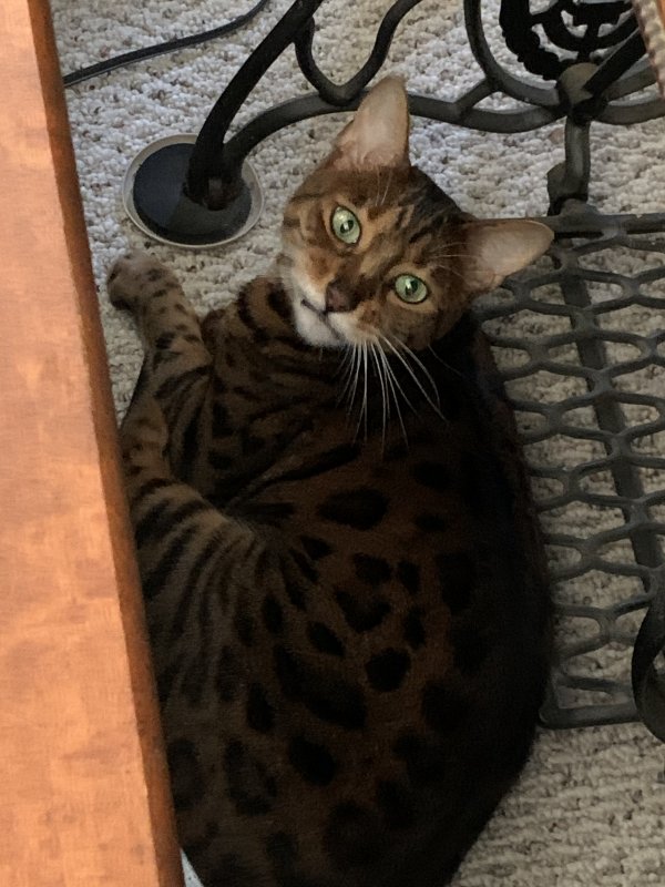 Safe Bengal cat in East Falmouth, MA