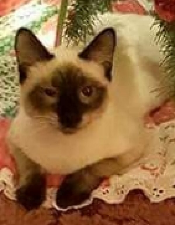 Safe Siamese in West Salem, OH