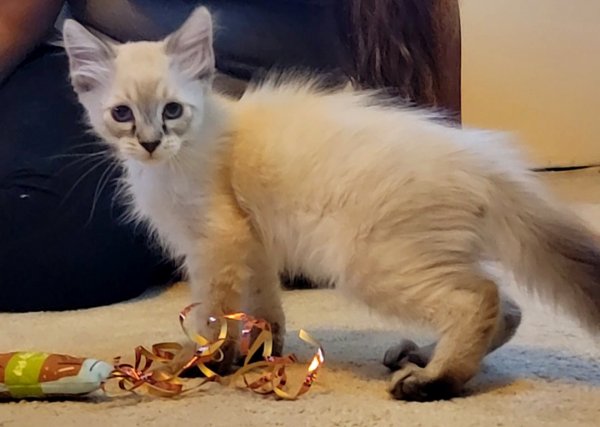 Safe Siamese in Bloomfield, NM