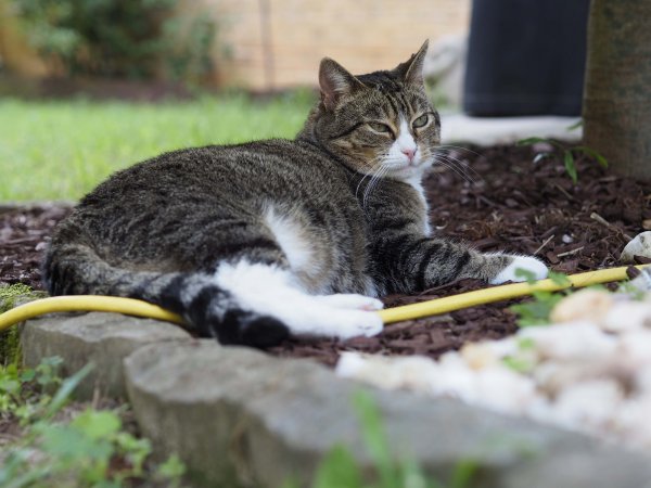 Safe American Shorthair in Marion, NC