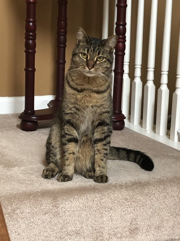 Safe Domestic Short Hair in Oswego, IL