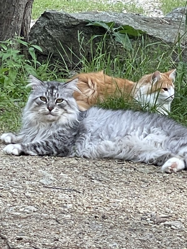 Safe Maine Coon in Barrington, NH