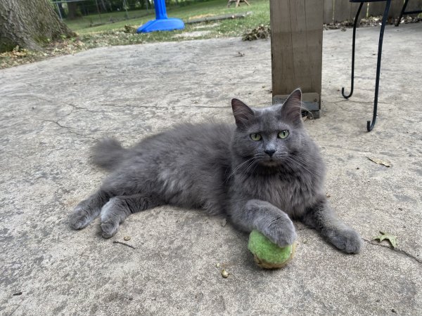 Safe Domestic Long Hair in Milford, OH