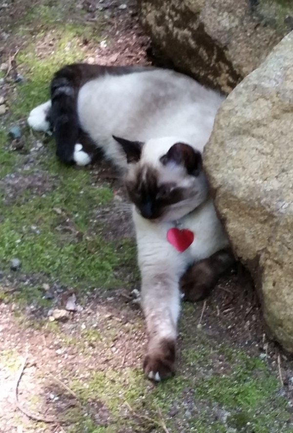 Safe Siamese in Chapel Hill, NC