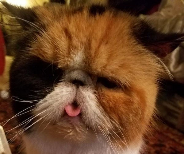 Safe Exotic Shorthair in Kent, OH