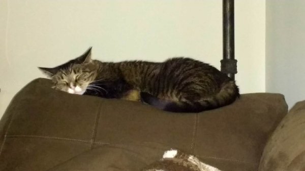 Lost Domestic Short Hair in Holly, MI US