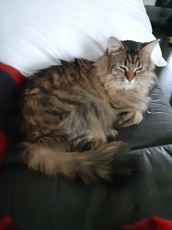 Safe Maine Coon in Meadville, PA