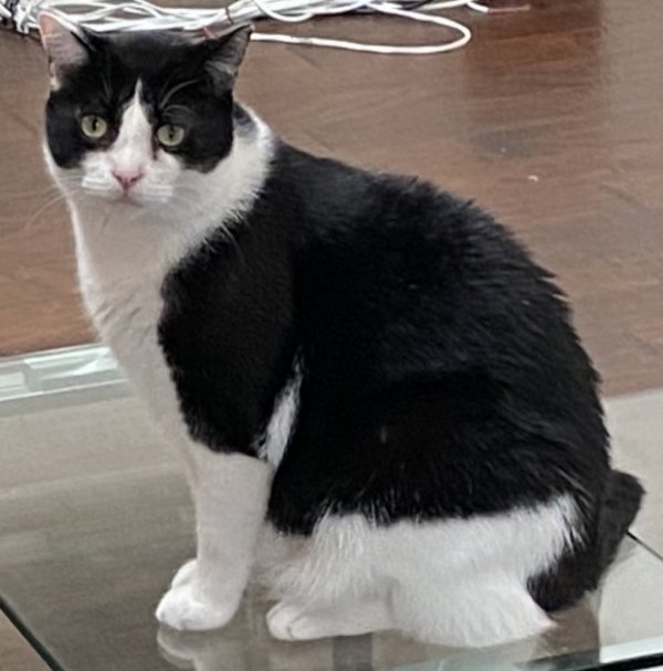 Lost Domestic Short Hair in Pflugerville, TX US