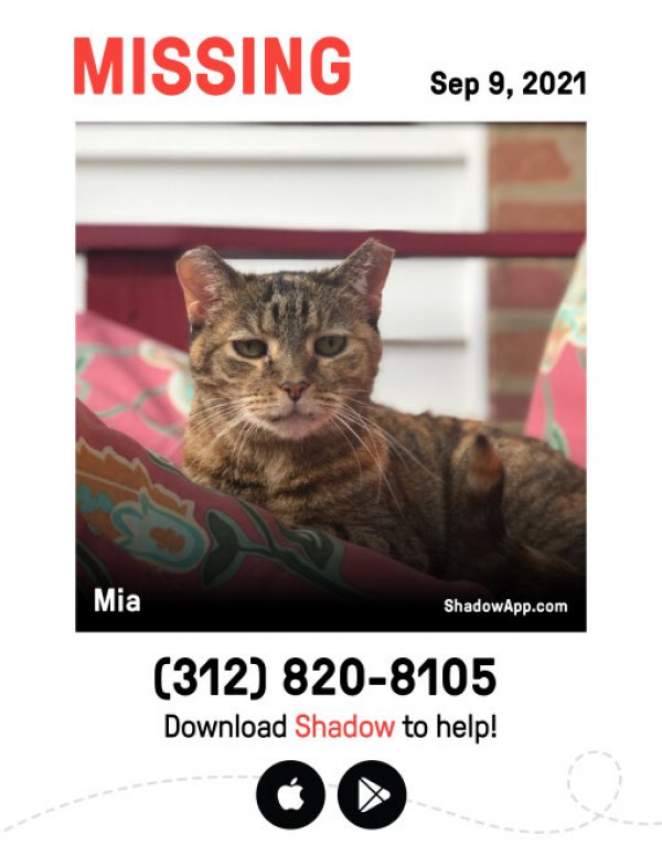 Safe Domestic Short Hair in Chicago, IL