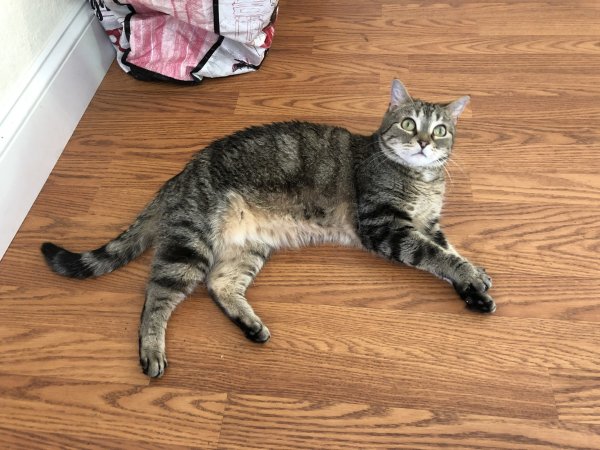 Safe American Shorthair in Columbus, OH