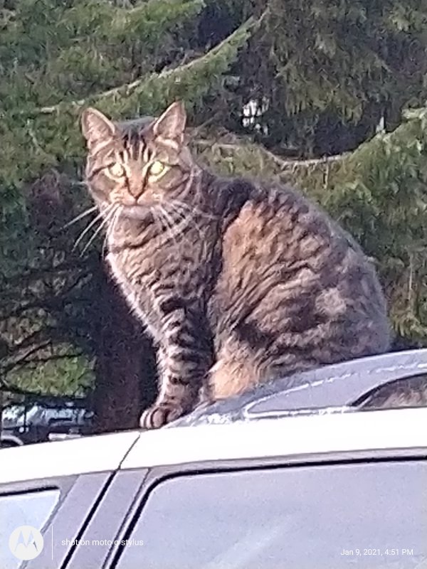 Safe Cat in Newport, OR