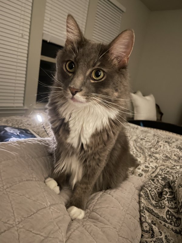 Lost Domestic Long Hair in Fort Worth, TX US
