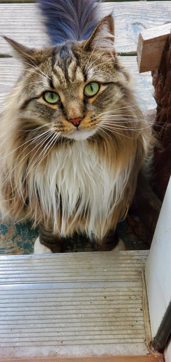 Safe Maine Coon in Sheldon, VT