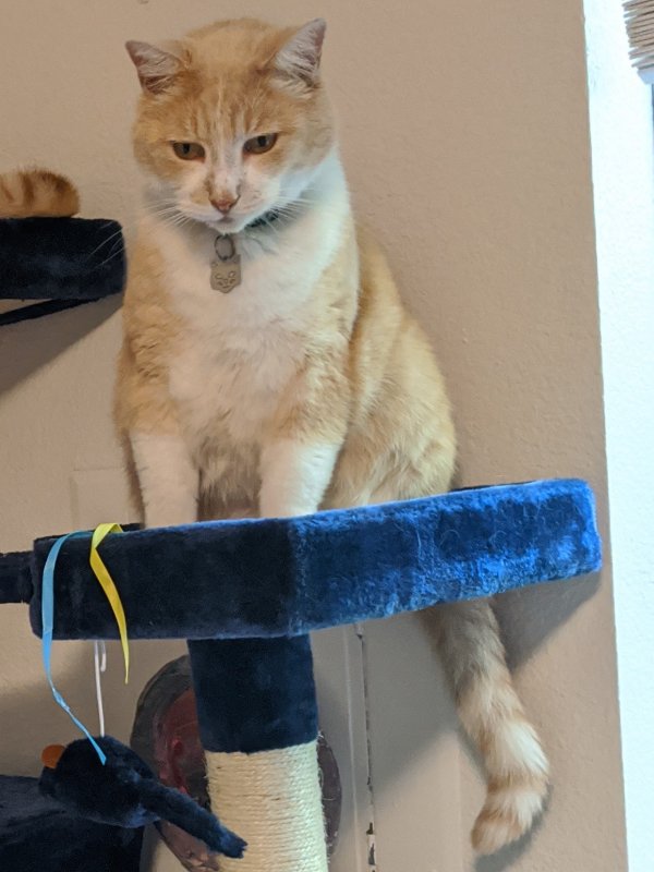 Lost Domestic Short Hair in Tualatin, OR US