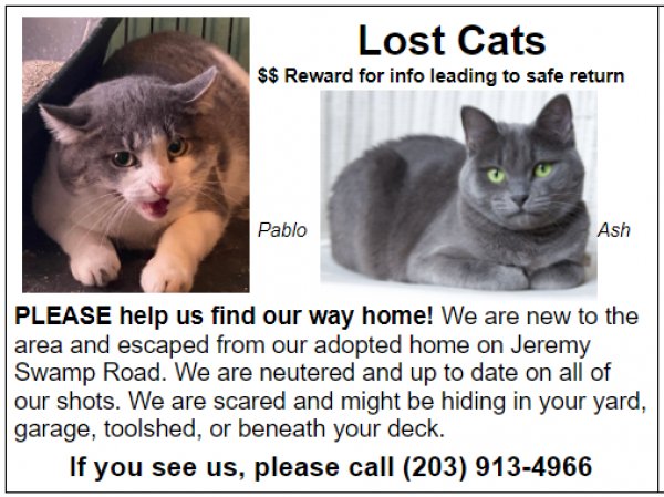 Safe Russian Blue in Southbury, CT