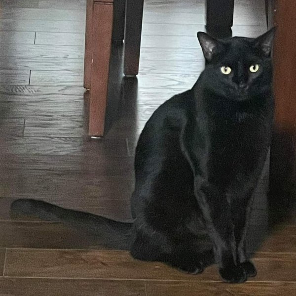 Lost Domestic Short Hair in Haslet, TX US
