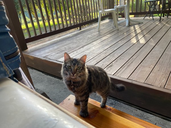 Lost Cat in Vancouver, WA US