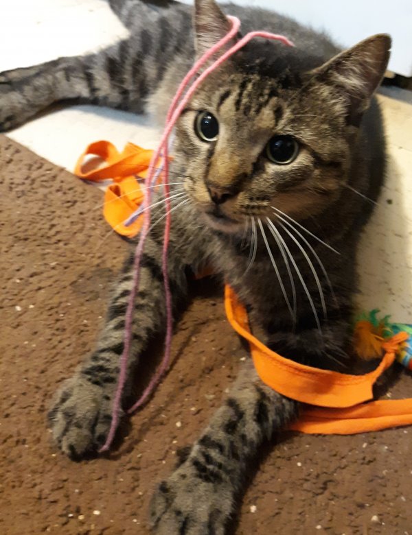 Safe American Shorthair in Springfield, MO