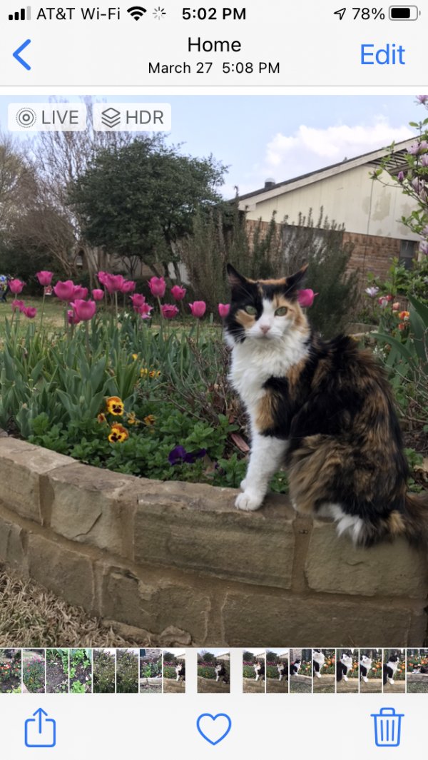 Lost Domestic Short Hair in Richardson, TX US