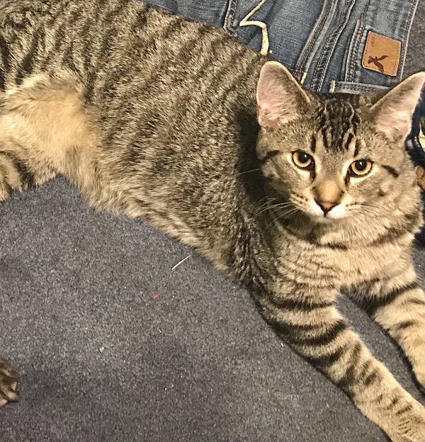 Safe Domestic Short Hair in West Des Moines, IA