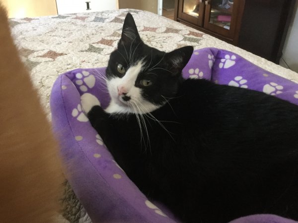Safe Domestic Short Hair in Chesterfield, MO