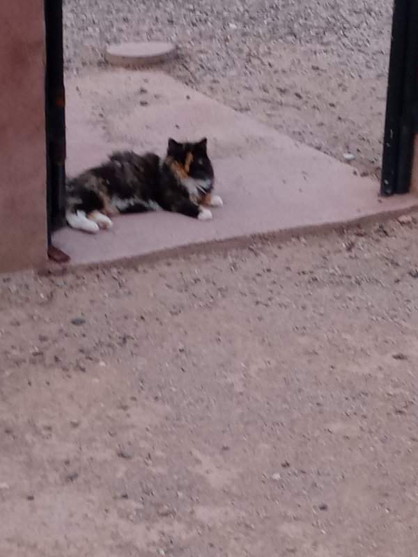 Safe Cat in Tonopah, AZ