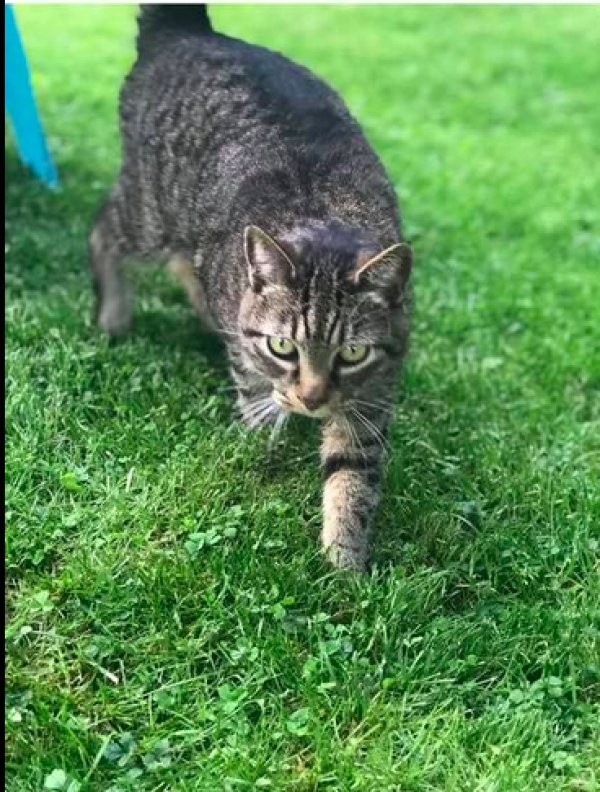 Safe Domestic Short Hair in Altoona, PA