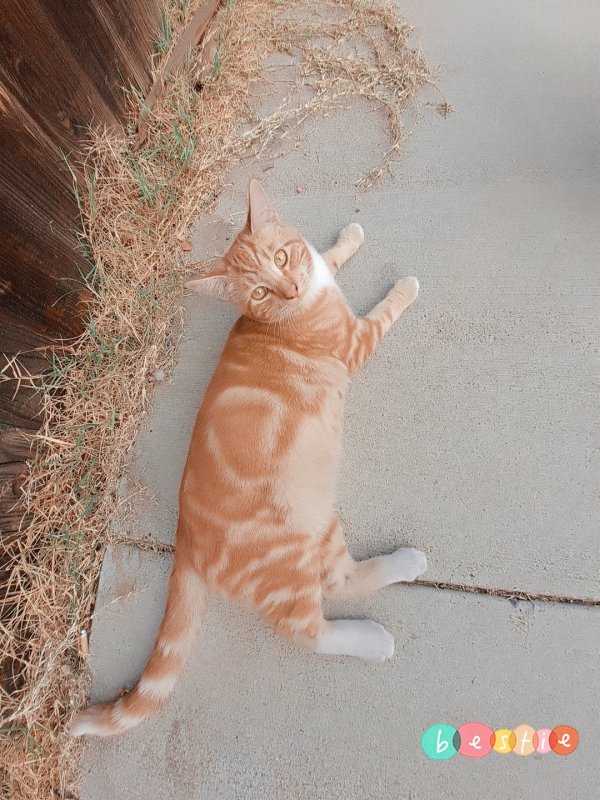 Safe Cat in Olivehurst, CA