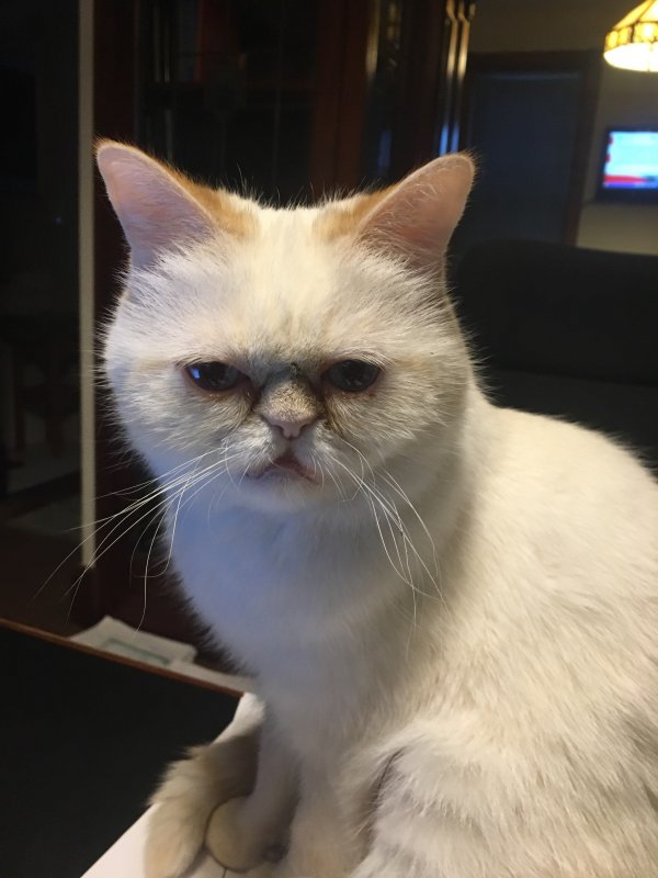 Lost Exotic Shorthair in Mequon, WI US
