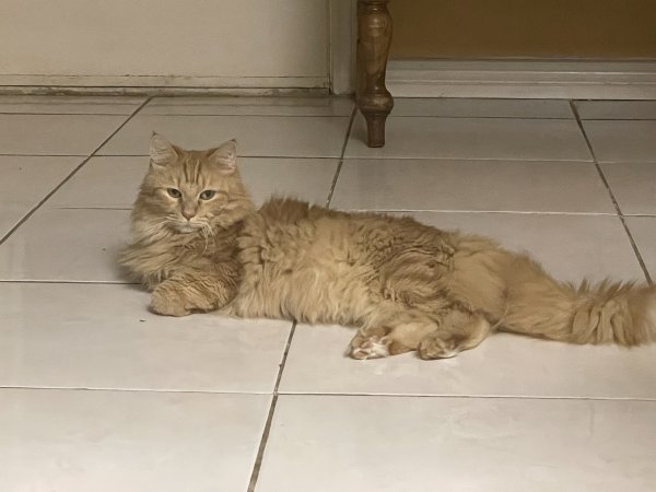 Safe Domestic Long Hair in Houston, TX