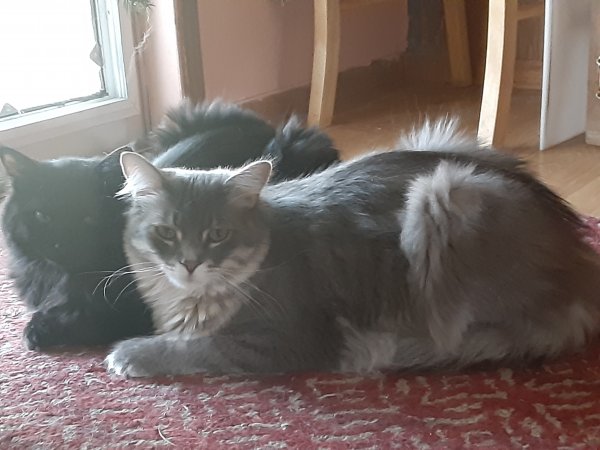 Safe Domestic Long Hair in Erie, CO