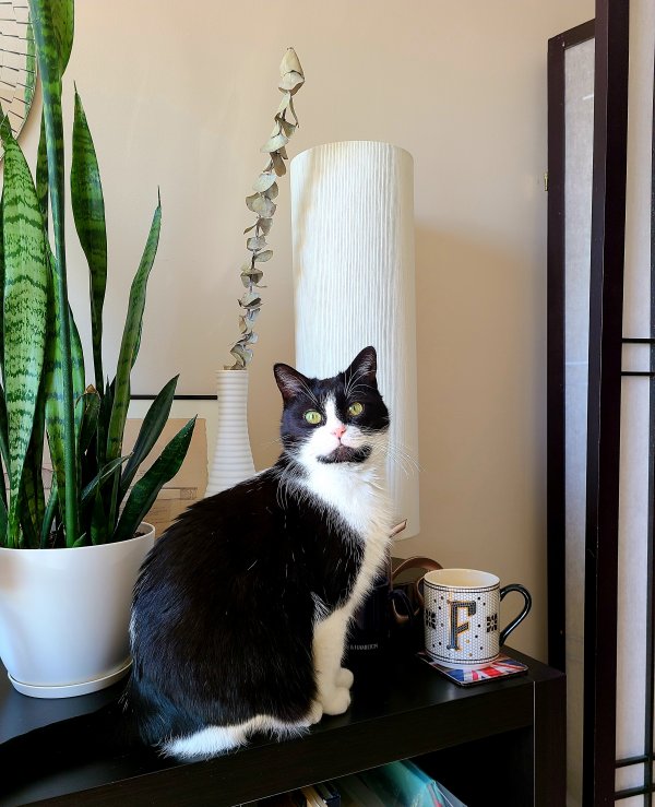 Lost Domestic Short Hair in Irving, TX US