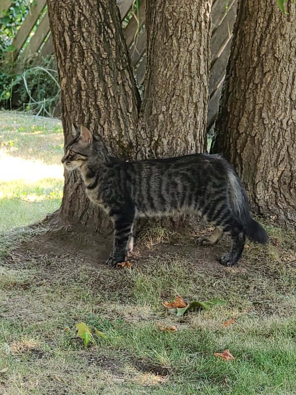 Lost Maine Coon in Bremerton, WA US