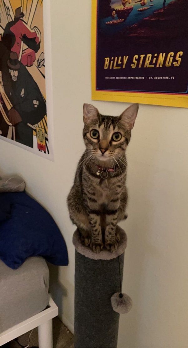 Lost Domestic Short Hair in Gainesville, FL US