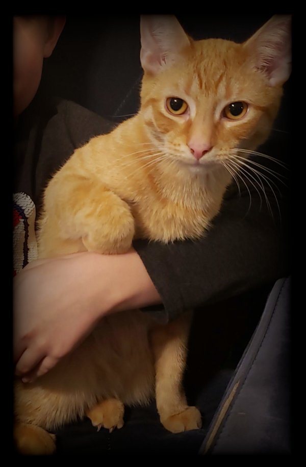 Safe American Shorthair in Forney, TX