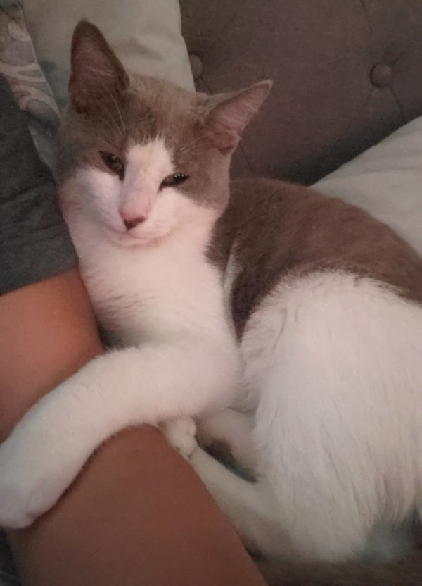 Lost Cat in Forest Park, GA US