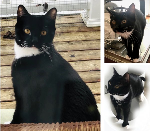 Safe Domestic Short Hair in Portland, OR